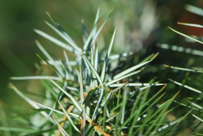 Juniperus rigida - jalovec tuhý - detail jehlic